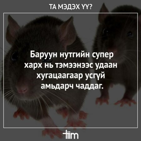 СОНИРХОЛТОЙ ЖИРГЭЭНҮҮД