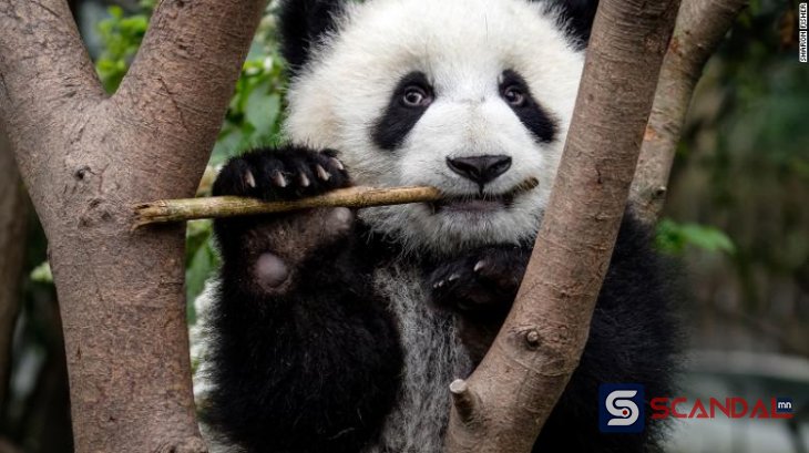 Зургаан сая жилийн өмнө панда баавгайд нууцлаг мутац бий болжээ