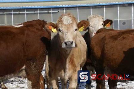 Хамтдаа ашиг хүртсэн “Тусгай хоршоо+ малчин айл” загвар