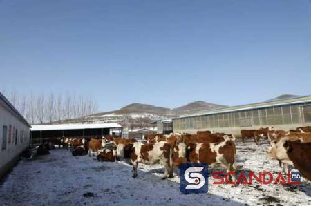 Хамтдаа ашиг хүртсэн “Тусгай хоршоо+ малчин айл” загвар