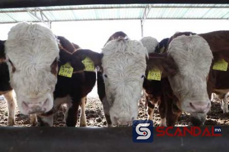 Хамтдаа ашиг хүртсэн “Тусгай хоршоо+ малчин айл” загвар